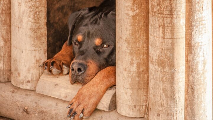 Die Hundehütte im Garten – an diese Dinge muss man denken